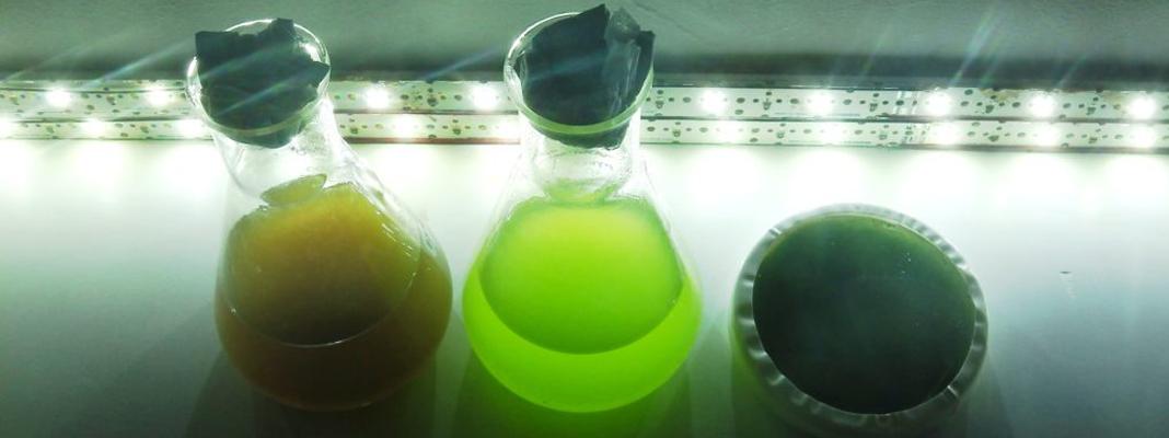 Algal Cultures