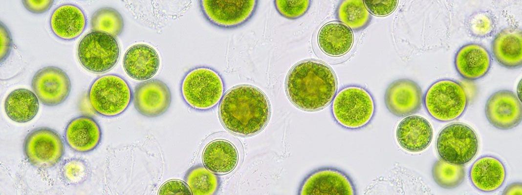 Algal_Concentrates